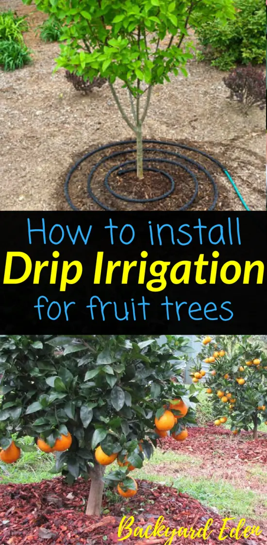 How to Install Drip Irrigation for Fruit Trees Backyard Eden