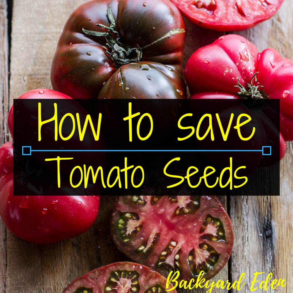 How to save tomato seeds, saving seed, saving tomato seeds, Backyard Eden, www.backyard-eden.com, www.backyard-eden.com/how-to-save-tomato-seeds