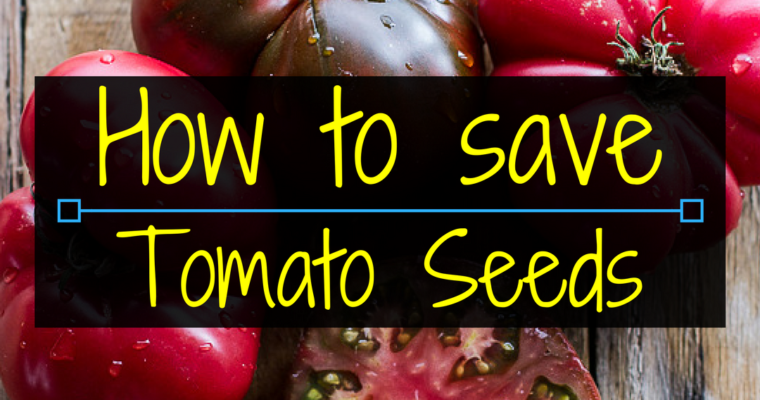 How to save tomato seed