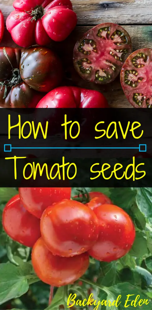 How to save tomato seeds, saving seed, saving tomato seeds, Backyard Eden, www.backyard-eden.com, www.backyard-eden.com/how-to-save-tomato-seeds