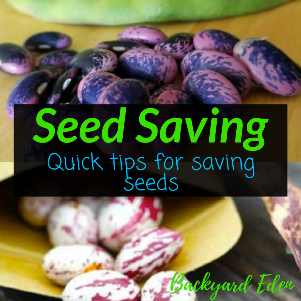 Seed Saving - Quick Tips for Saving Seeds, saving seeds, quick tips, Backyard Eden, www.backyard-eden.com, www.backyard-eden.com/seed-saving-quick-tips-for-saving-seeds