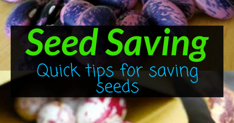 Seed Saving – Quick tips for saving seed