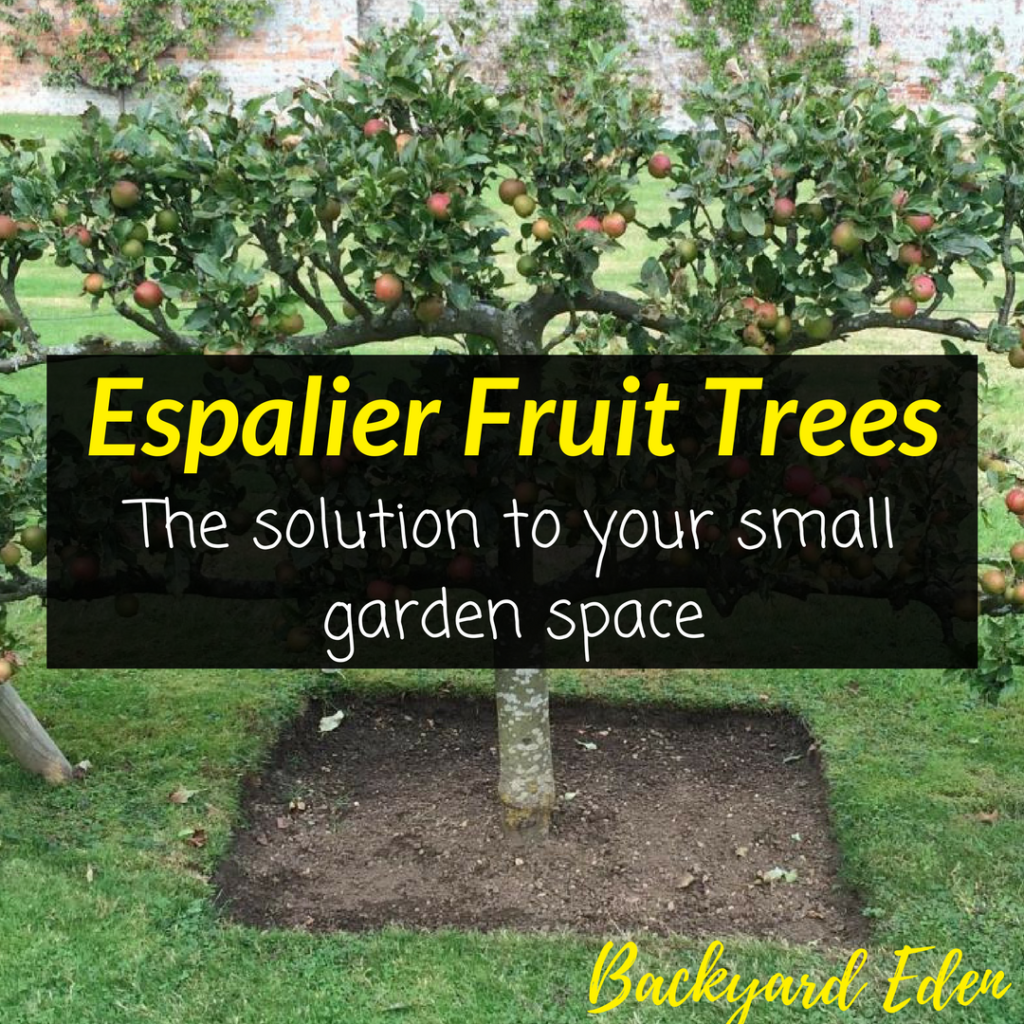 Espalier Fruit Trees - The solution to your small garden space 1
