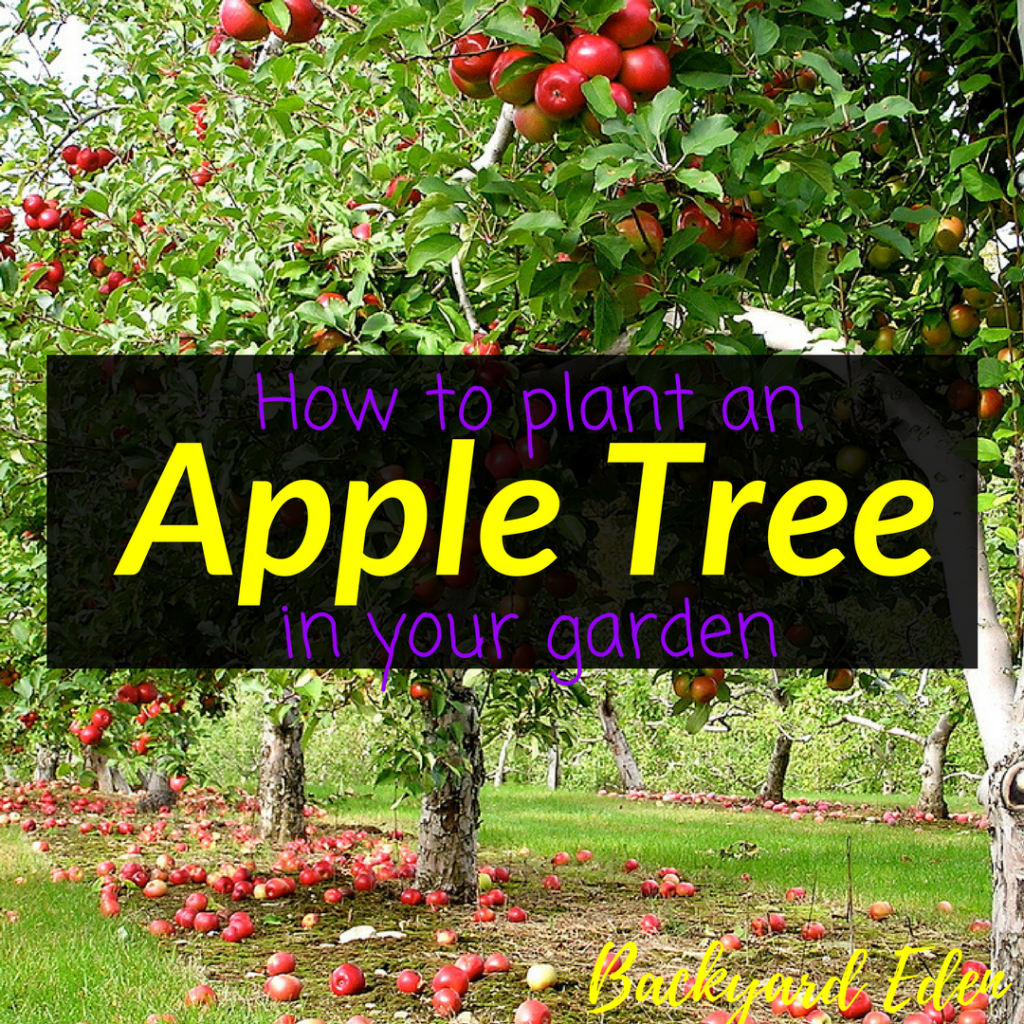 How to plant an apple tree in your garden, apple tree, fruit trees, garden, Backyard Eden, www.backyard-eden.com, www.backyard-eden.com/how-to-plant-an-apple-tree-in-your-garden