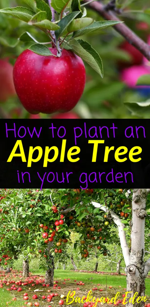 How to plant an apple tree, Backyard Eden, www.backyard-eden.com