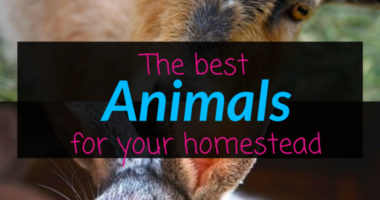 Best animals for your homestead