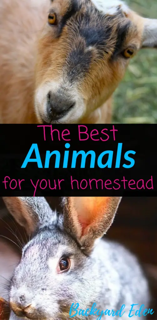 The best animals for your homestead, Homestead, Homestead Animals, Backyard Eden, www.backyard-eden.com, www.backyard-eden.com/best-animals-for-your-homestead