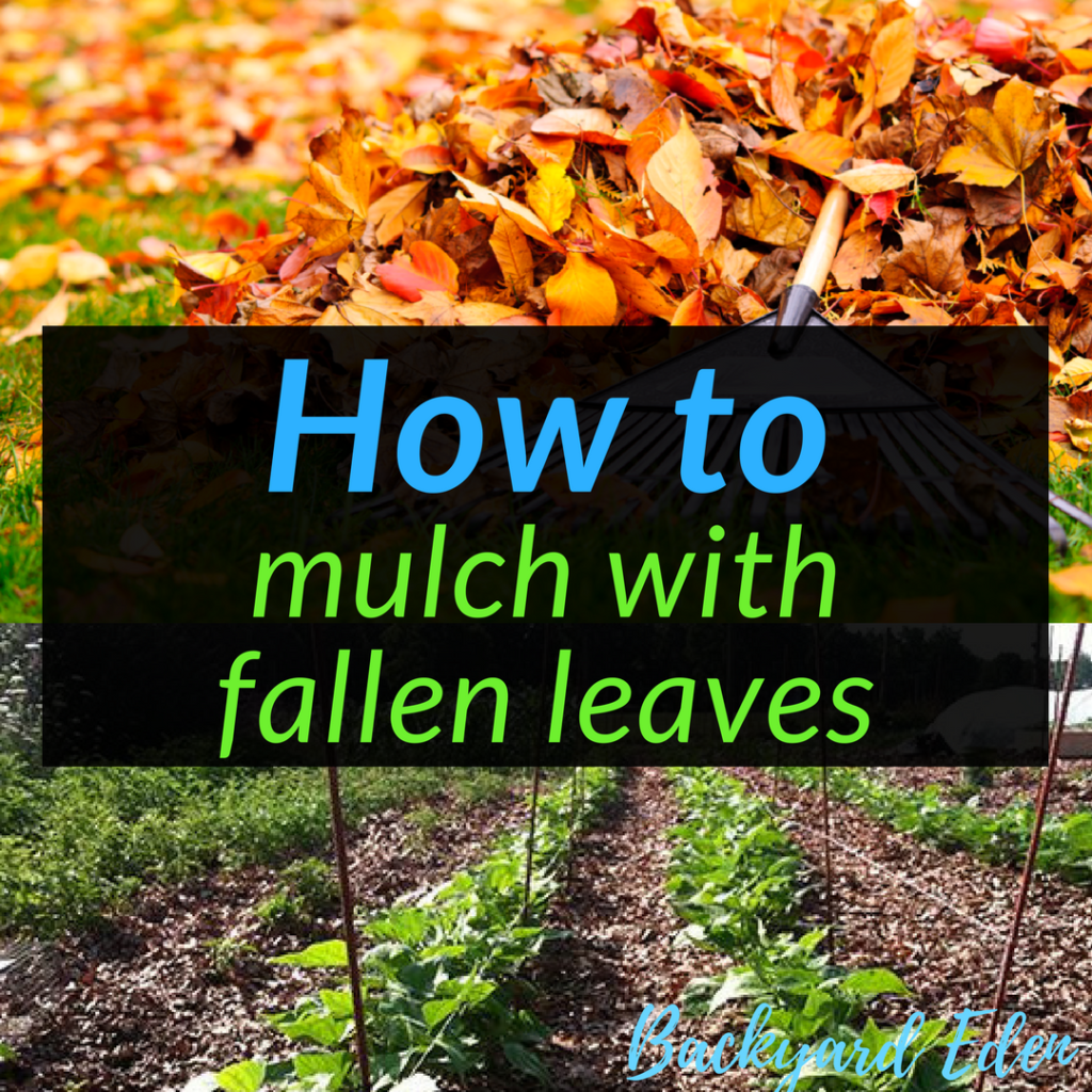 How to mulch with fallen leaves, mulch, how to, mulch with leaves, Backyard Eden, www.backyard-eden.com, www.backyard-eden.com/how-to-mulch-with-fallen-leaves