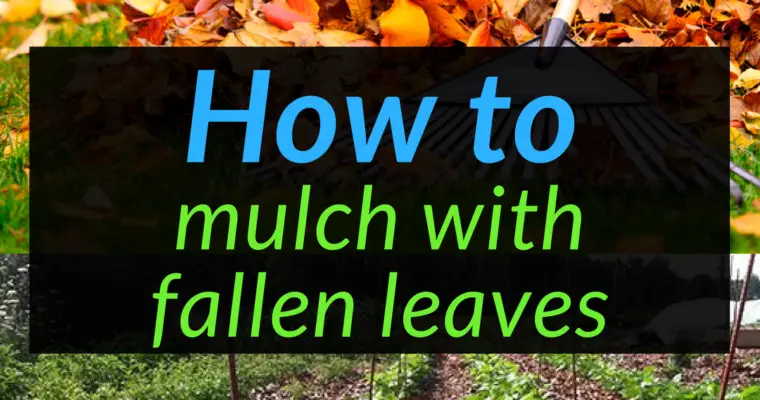 How to mulch with leaves: The Best Mulch Out There