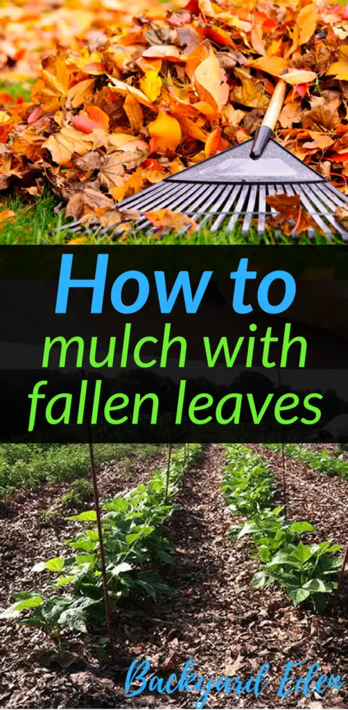 How to mulch with fallen leaves, mulch, how to, mulch with leaves, Backyard Eden, www.backyard-eden.com, www.backyard-eden.com/how-to-mulch-with-fallen-leaves