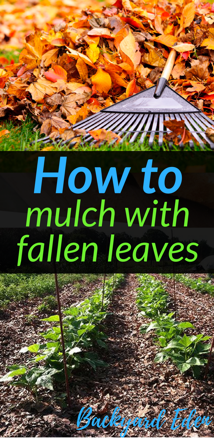 How To Mulch With Leaves The Best Mulch Out There Backyard Eden How To Mulch With Leaves The Best Mulch Out There Backyard Eden