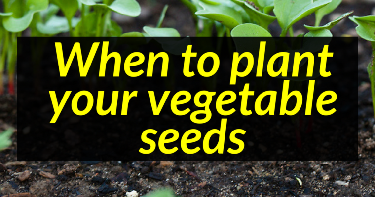 Vegetable Garden – When to plant