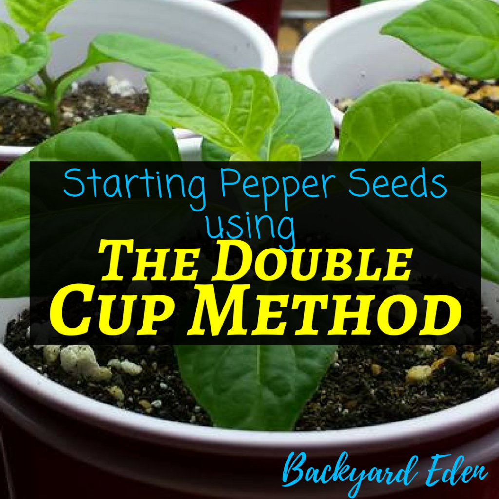 Starting Pepper Seeds using the double cup method, starting pepper seeds, starting seeds, growing peppers from seed, Backyard Eden, www.backyard-eden.com, www.backyard-eden.com/how-to-start-pepper-seeds-the-double-cup-method