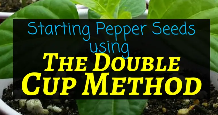 How to start pepper seeds: The Double Cup Method