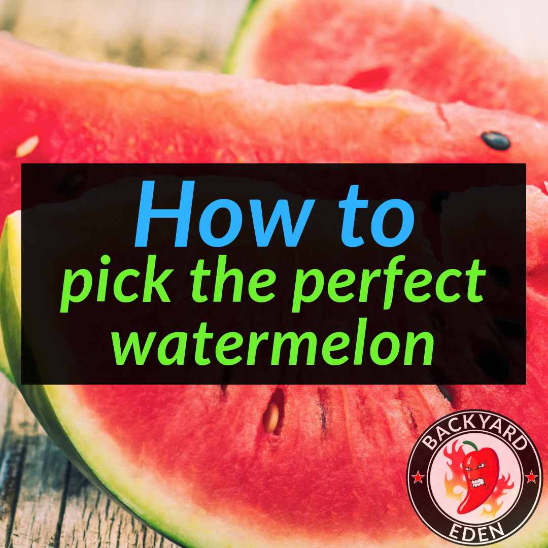 How to pick the perfect watermelon