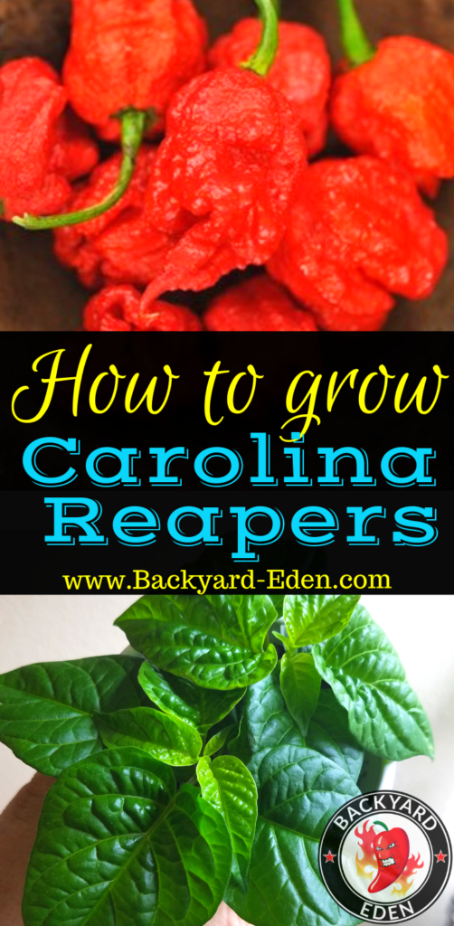 How to Grow a Carolina Reaper Plant, Backyard Eden, www.backyard-eden.com