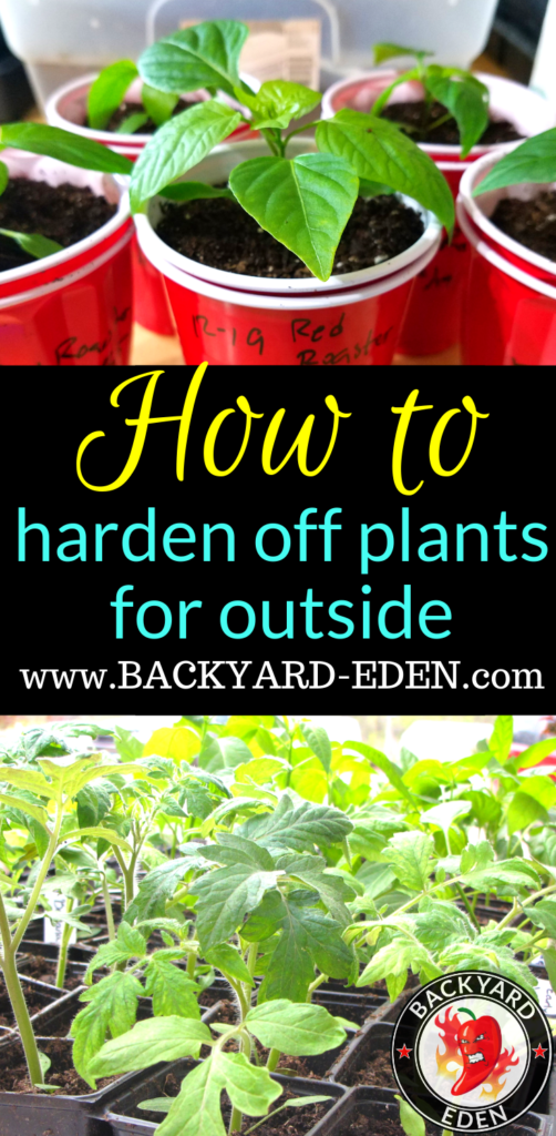 How to harden off plants for outside, Backyard Eden, www.backyard-eden,com