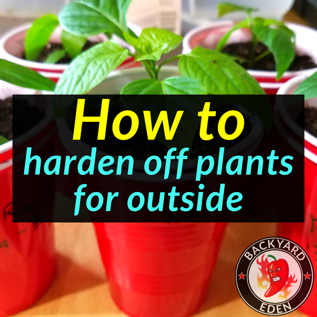 How to harden off plants for outside 1