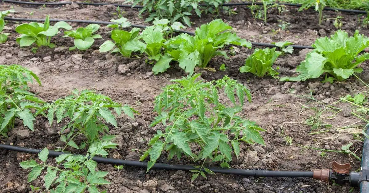 Drip Irrigation Systems: The Ultimate Guide