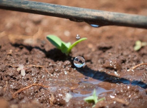 Drip Irrigation Systems, Drip Irrigation, How to install drip irrigation, Backyard Eden, www.backyard-eden.com