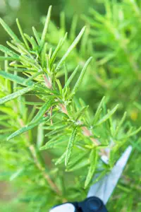 How to propagate Rosemary - The easy way 1