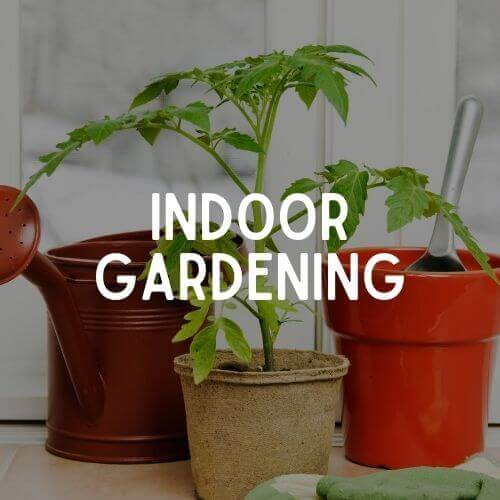 Indoor Gardening, Indoor Garden, Indoor Gardening for beginners, Backyard Eden, www.backyard-eden.com