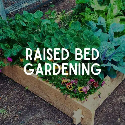 Raised Bed Gardening, Raised Bed Gardening for beginners, raised beds, raised bed garden, Backyard Eden, www.backyard-eden.com