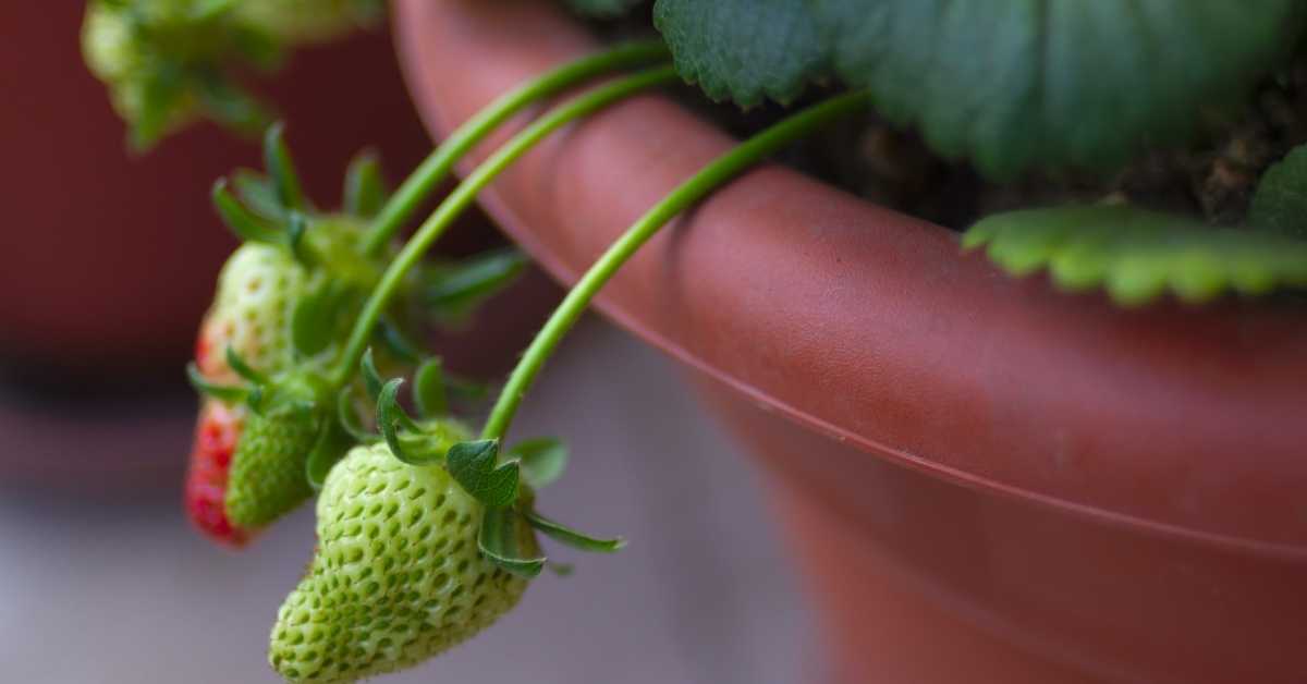 How to Grow Strawberries in pots