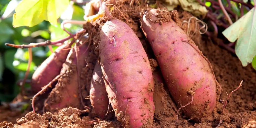 Can I grow sweet potatoes from a sweet potato, Growing Sweet Potatoes, Backyard Eden, www.backyard-eden.com