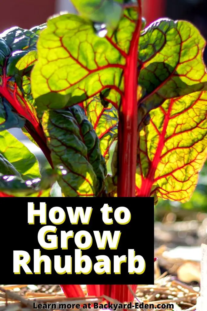 How to grow rhubarb, Backyard Eden, www.backyard-eden.com