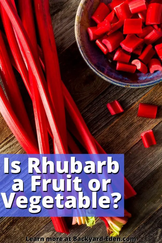 Is Rhubarb a Fruit or Vegetable, Backyard Eden, www.backyard-eden.com