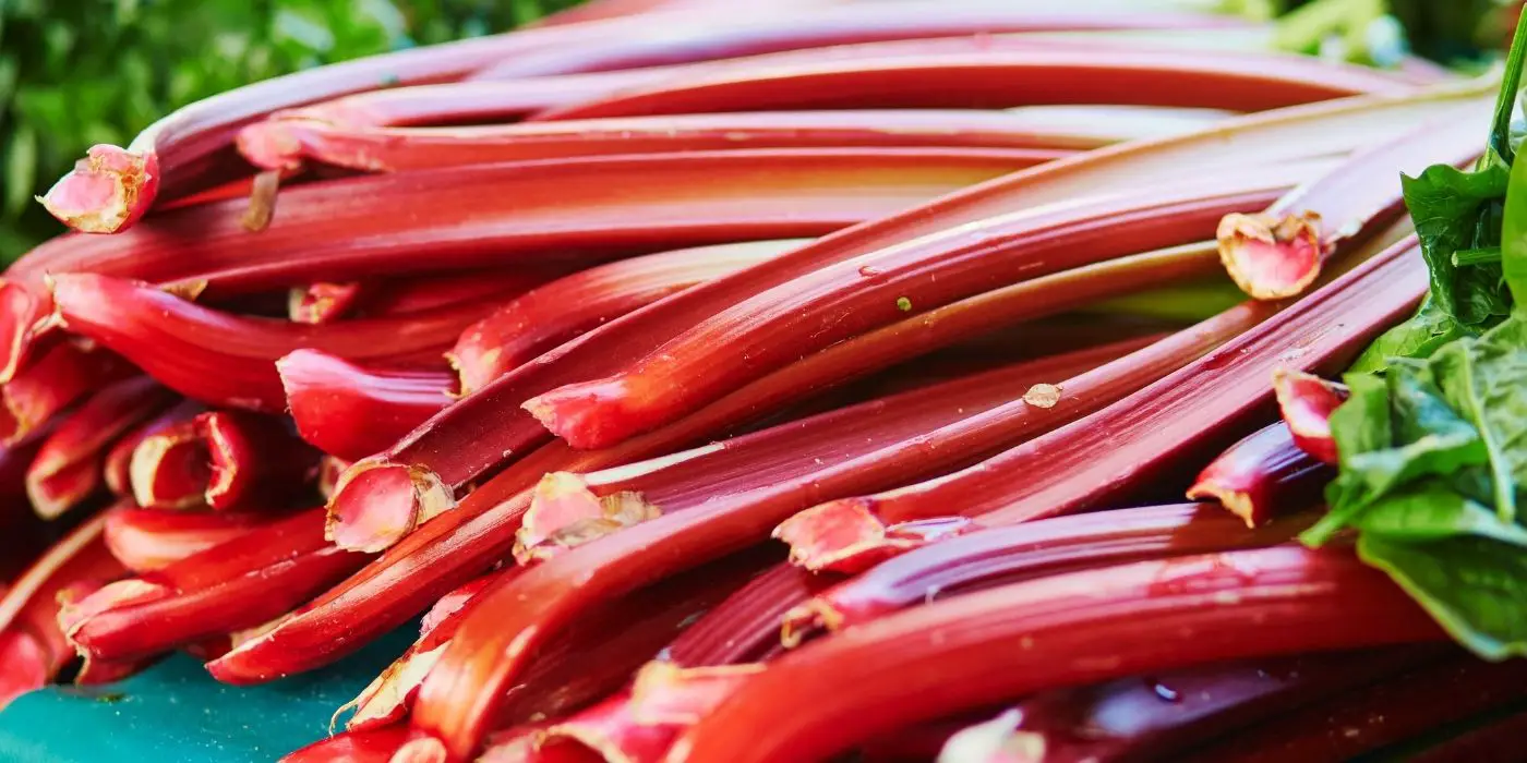 Is Rhubarb a Fruit or Vegetable?