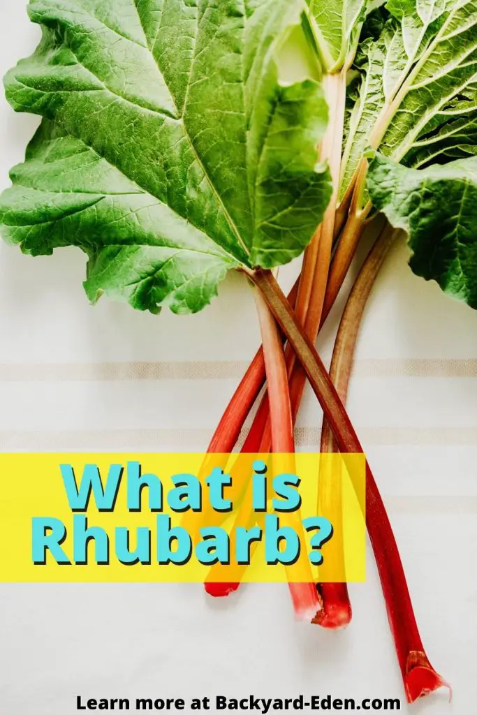What is Rhubarb, Backyard Eden, www.backyard-eden.com