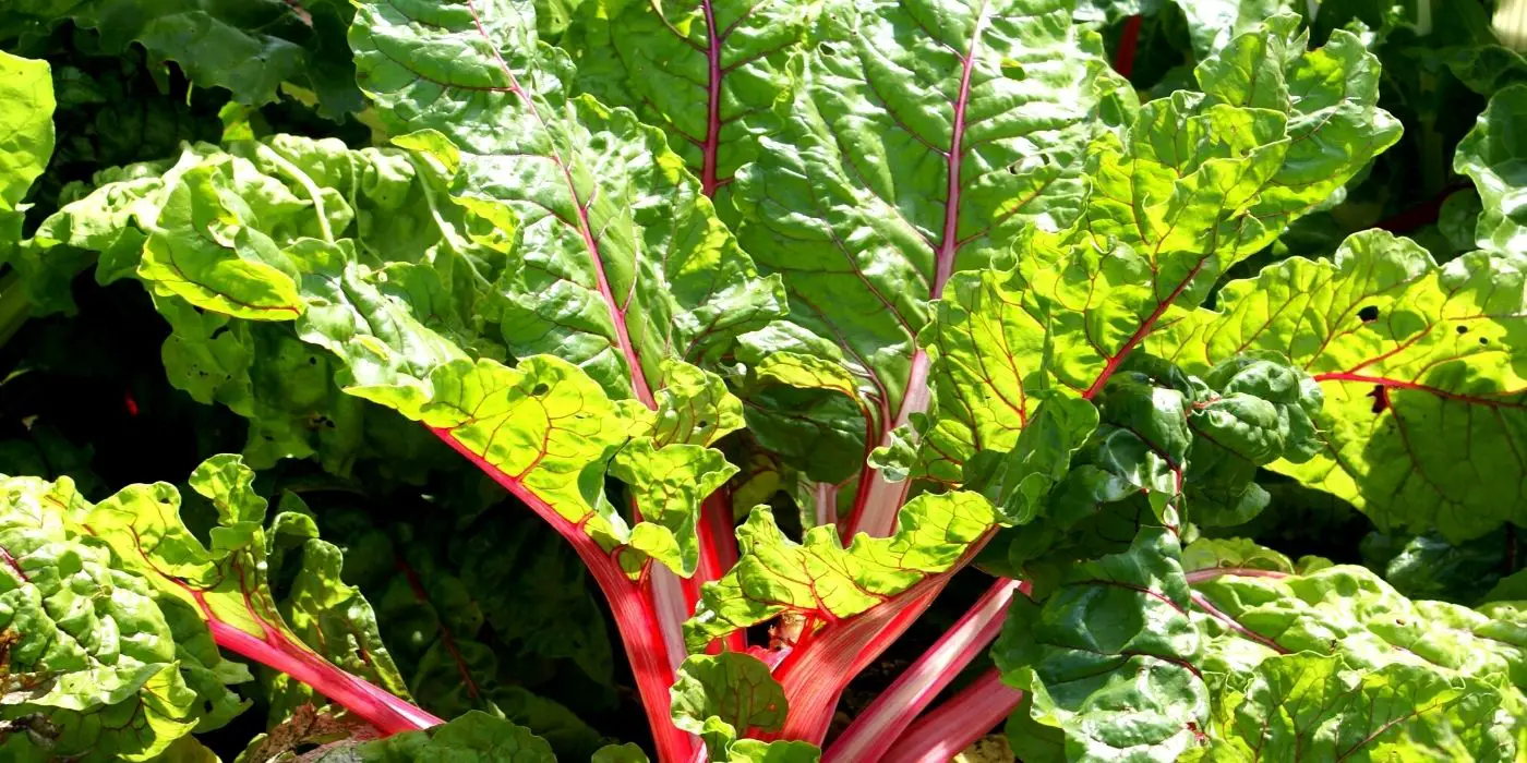 How to Grow Rhubarb