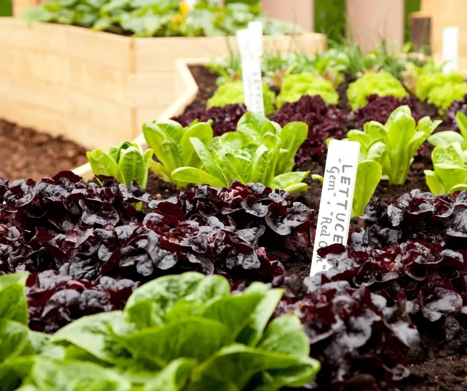 11 Easiest Vegetables to Grow, Backyard Eden, www.backyard-eden.com