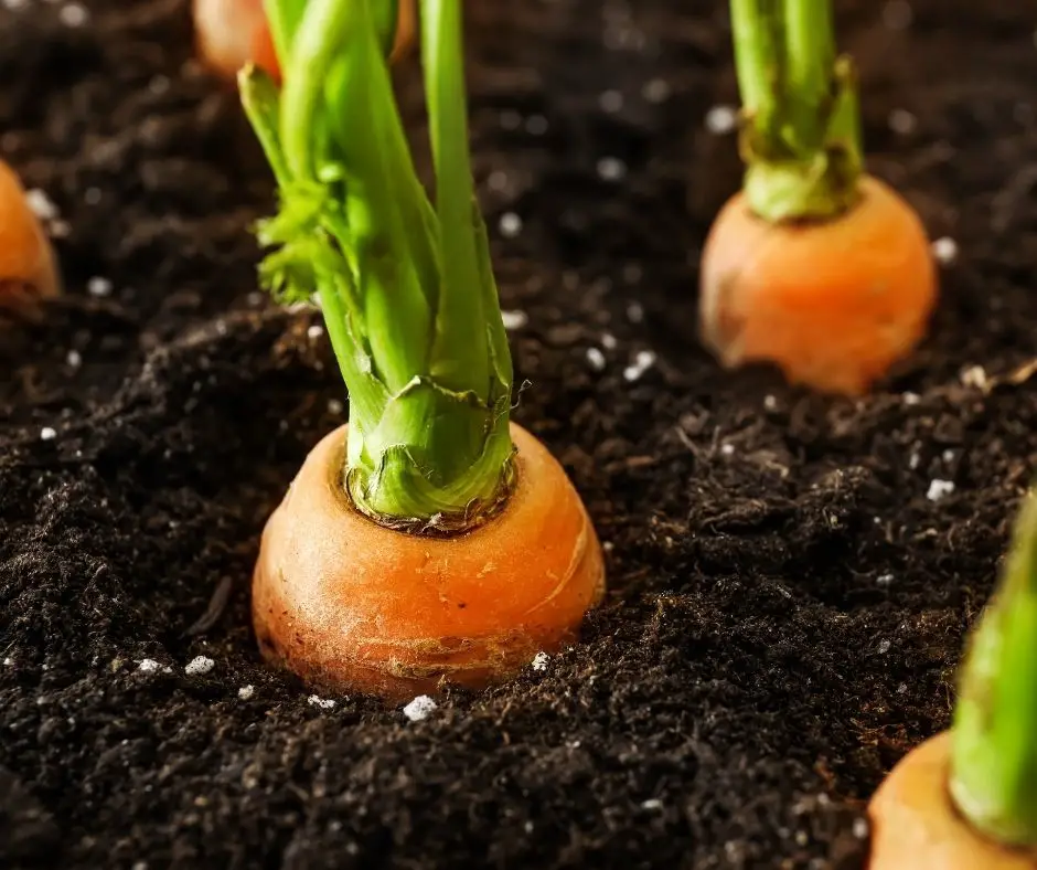 can carrots be transplanted