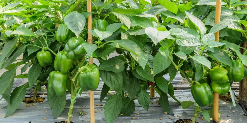 are bell pepper leaves edible