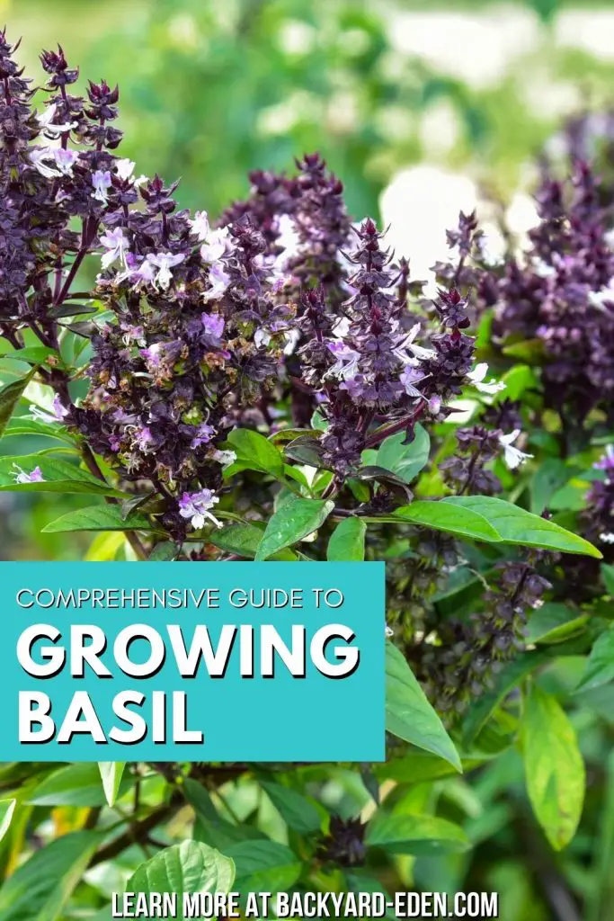 Growing Basil, How to Grow Basil, Backyard Eden, www.backyard-eden.com