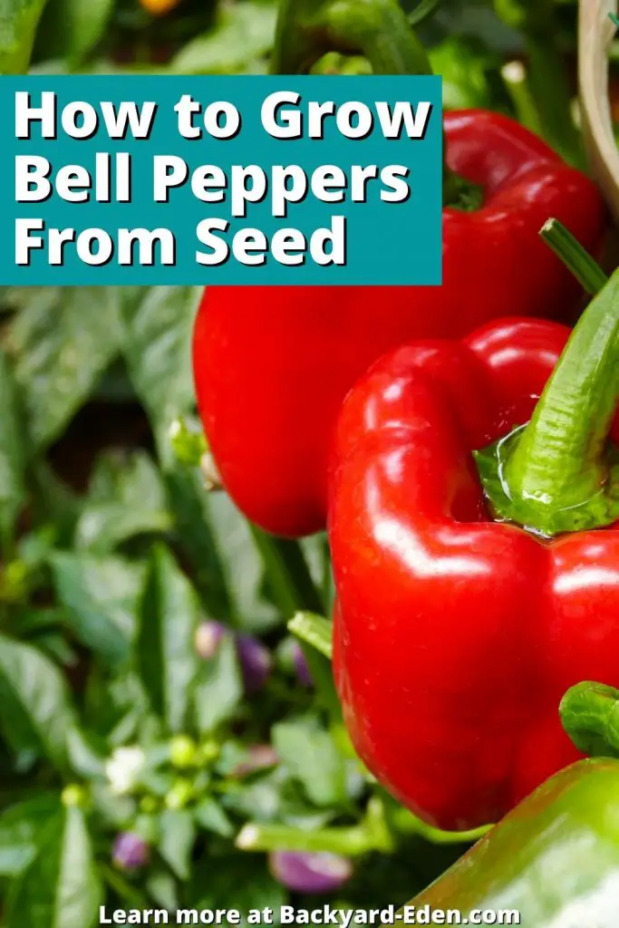 How to Grow Bell Peppers From Seed, Backyard Eden, www.backyard-eden.com