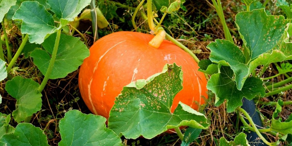 How to Grow Pumpkins, Backyard Eden, www.backyard-eden.com