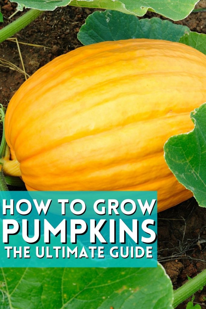 How to Grow Pumpkins, Backyard Eden, www.backyard-eden.com