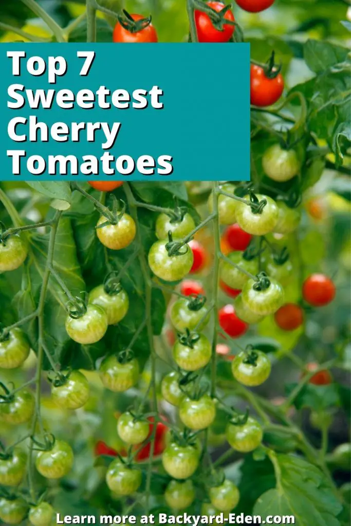 Top 7 Sweetest Cherry Tomatoes, Backyard Eden, www.backyard-eden.com