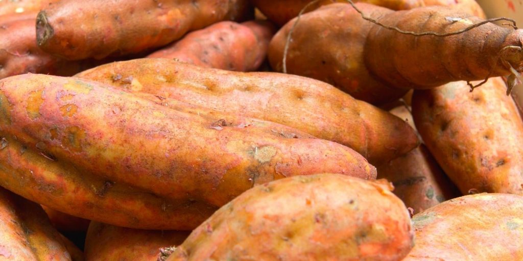 Can I Grow Sweet Potatoes From A Sweet Potato, Backyard Eden, www.backyard-eden.com