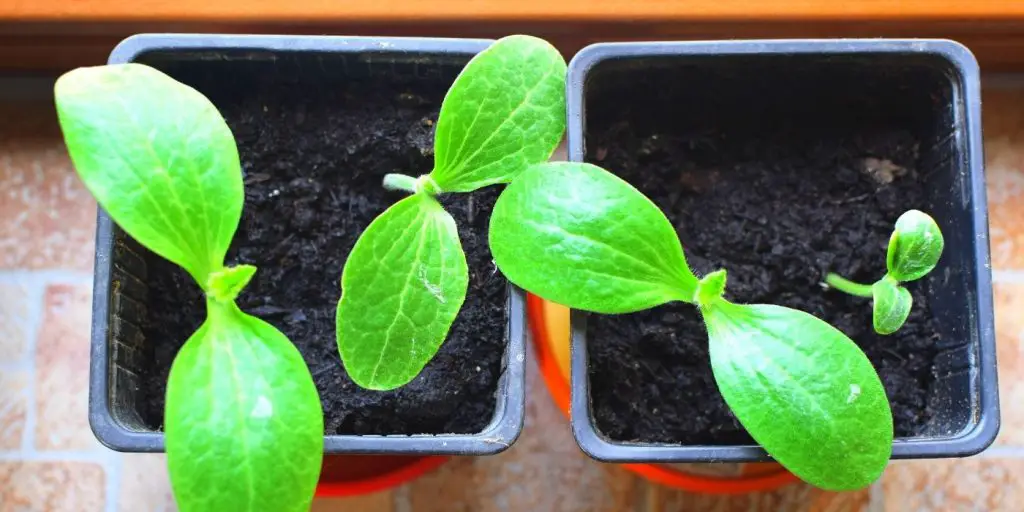 How to Grow Zucchini From Seed, Backyard Eden, www.backyard-eden.com