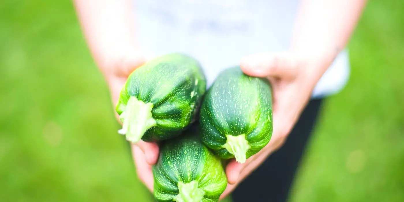 How to Grow Zucchini From Seed: The Ultimate Guide