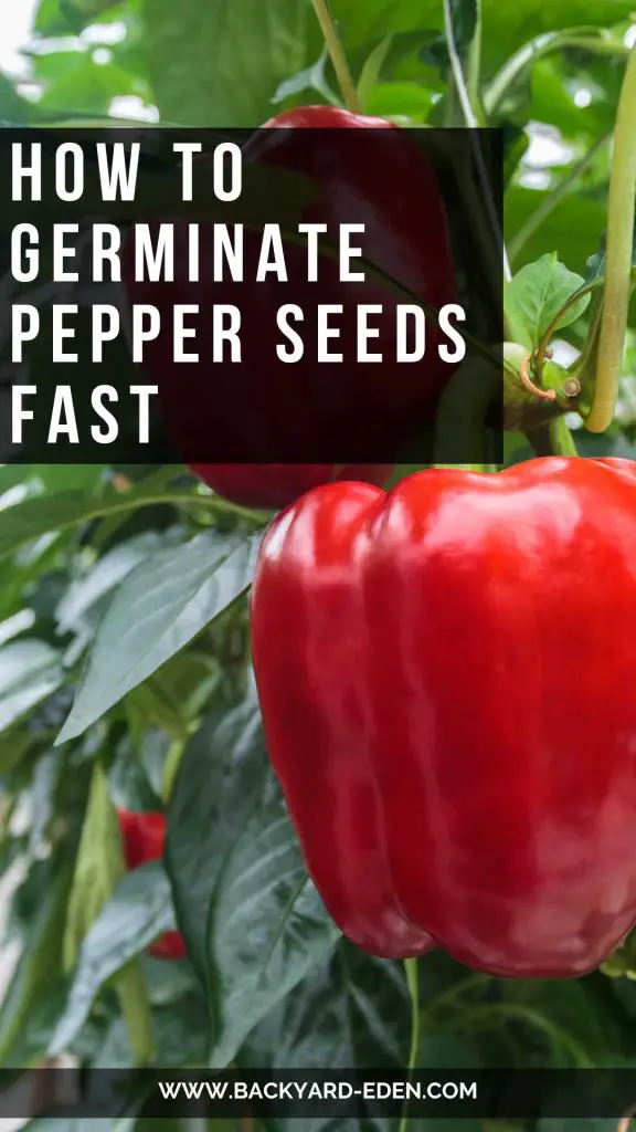 how to germinate pepper seeds fast