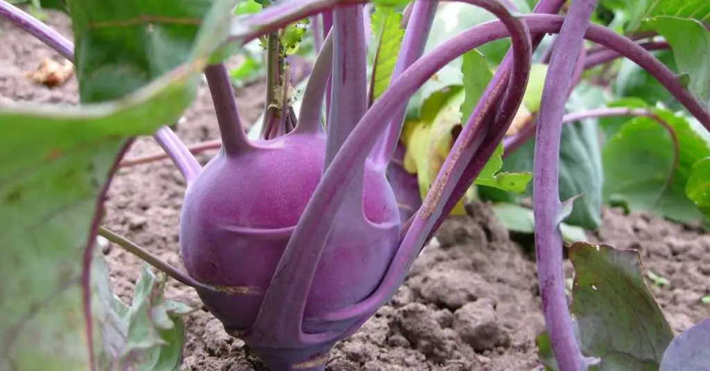 how to grow kohlrabi in containers