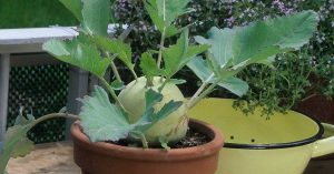 How to grow kohlrabi in containers