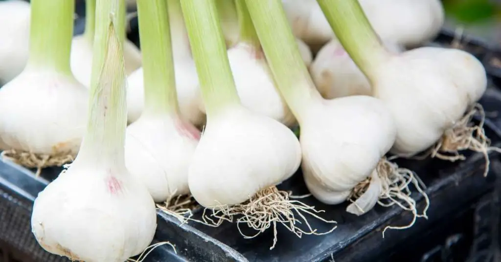 Can you plant organic garlic from the store