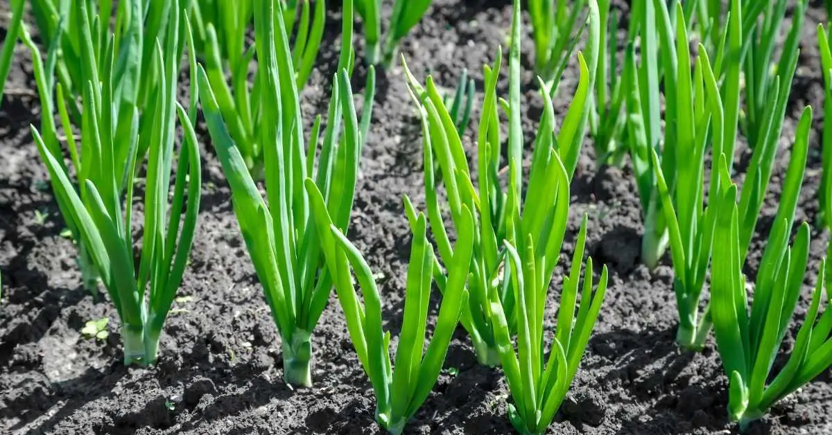 Can you plant garlic in the spring? (Answered)